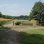 Rural Scene